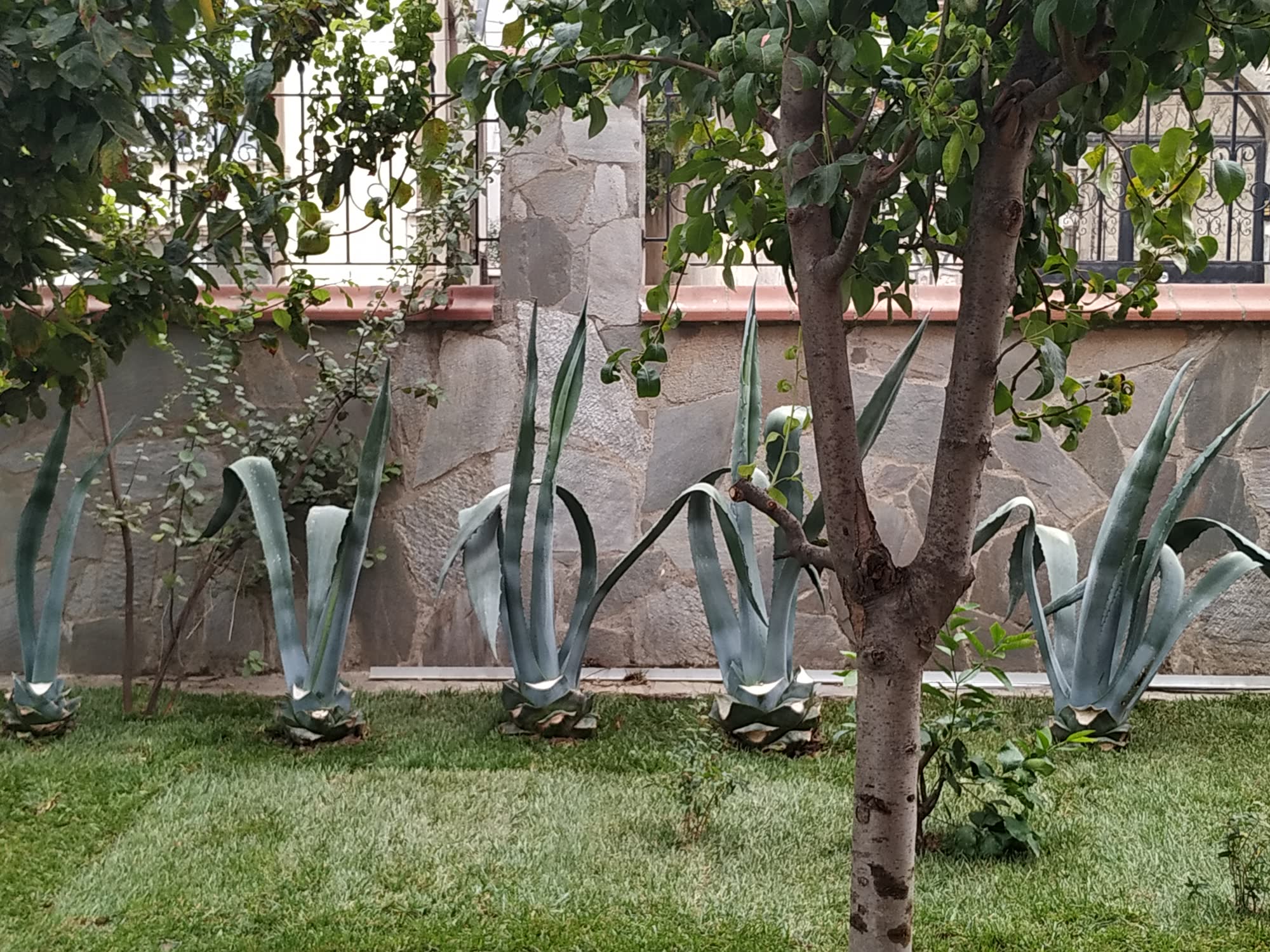 Bahçedeki ağaçlar