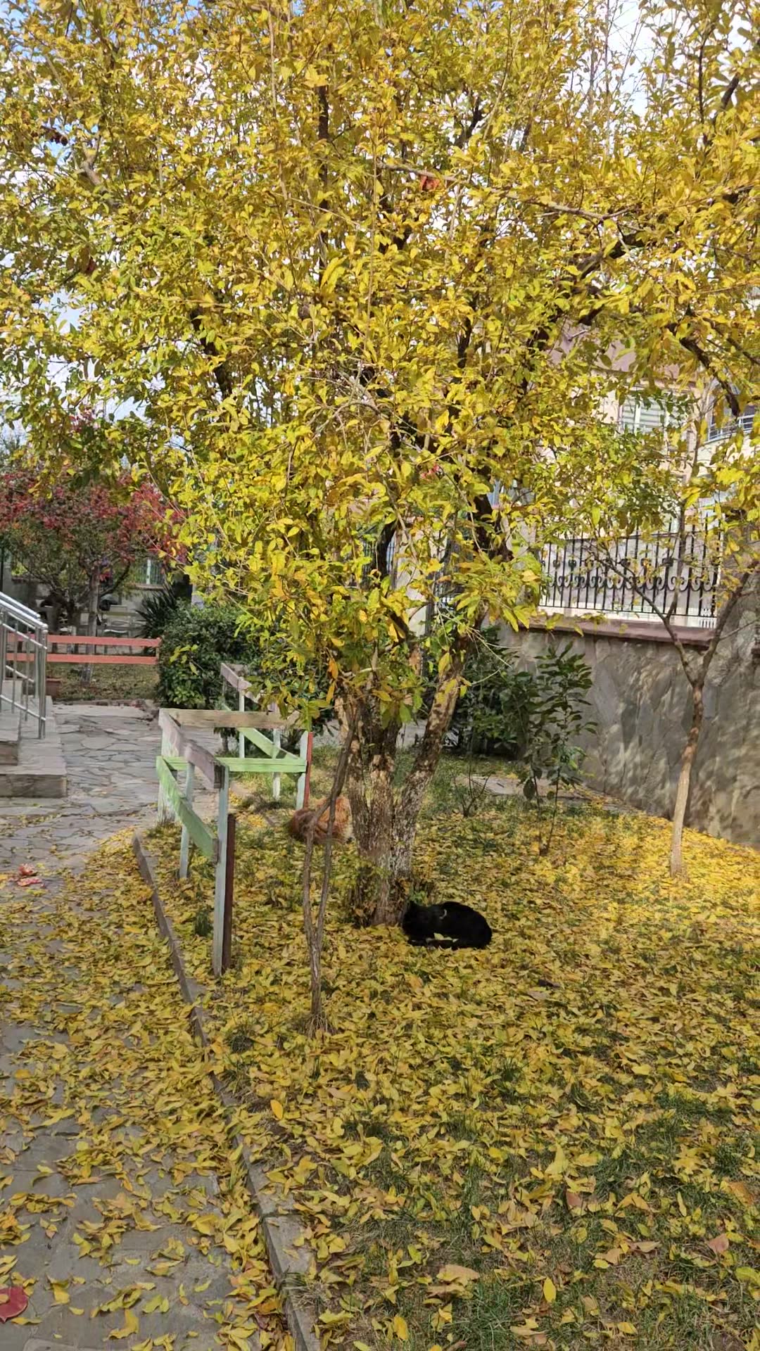 Eğitimci Merkezi sonbahar