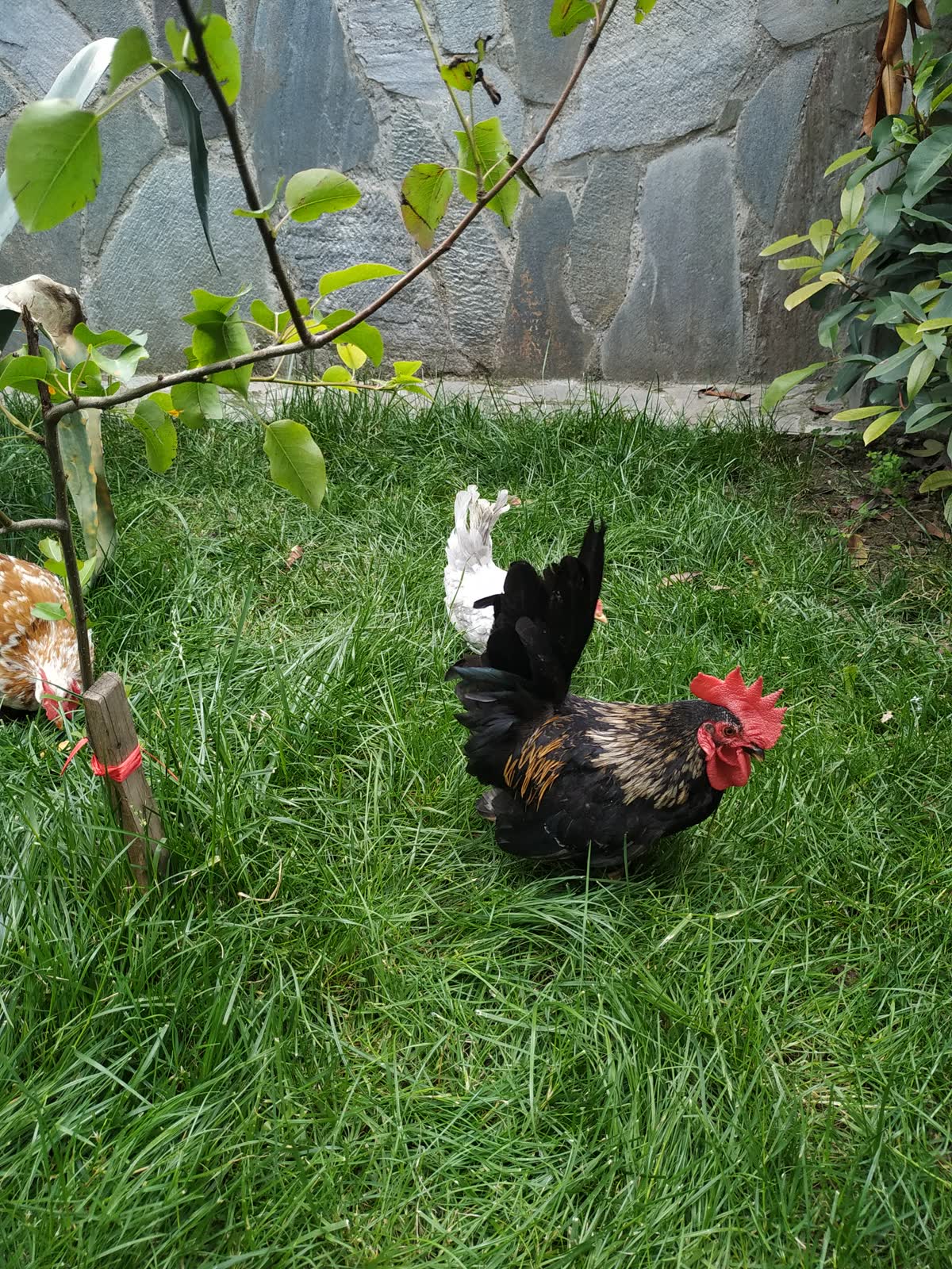 Bahçemizdeki horoz