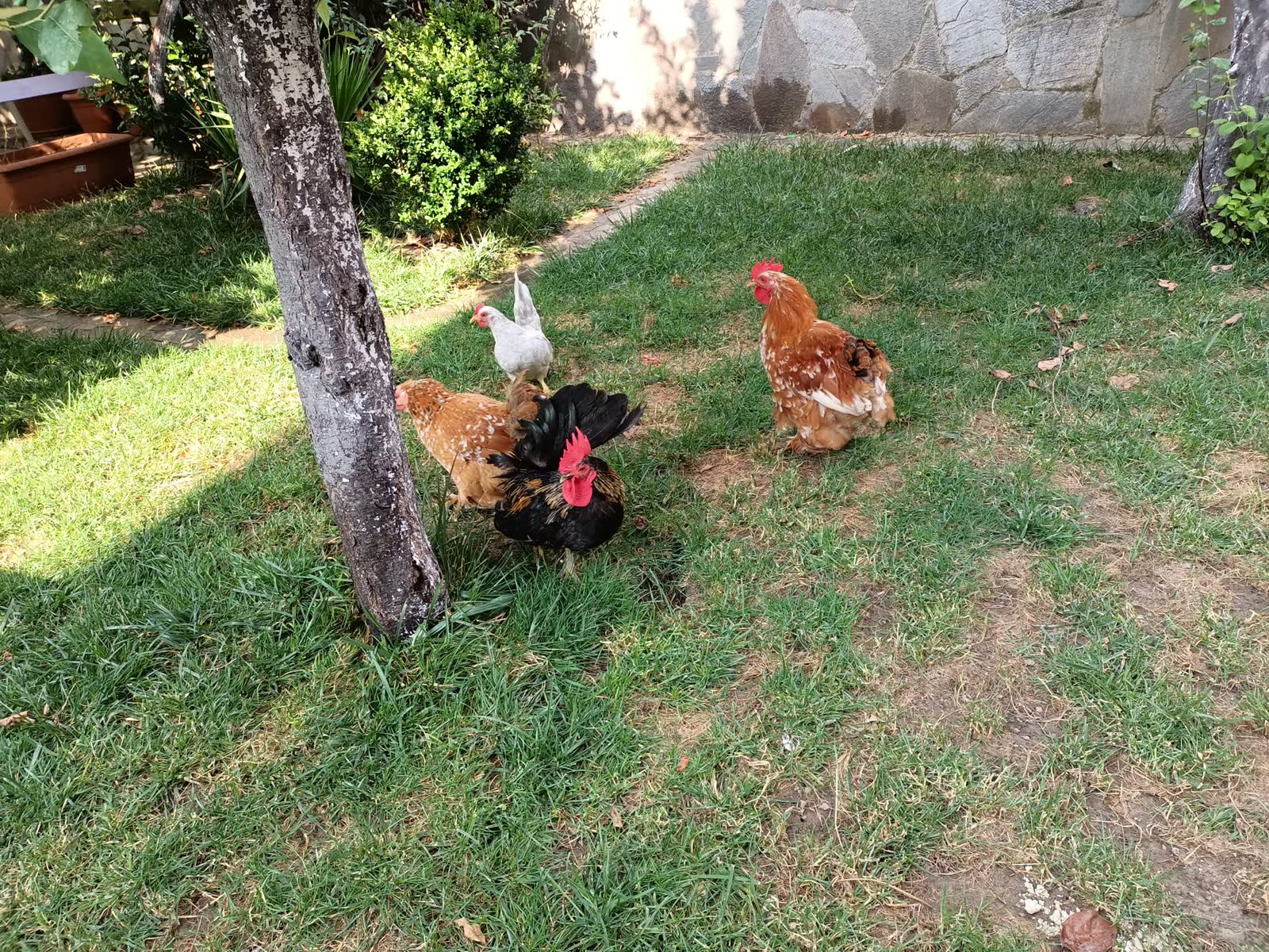 Bahçemizde hayvanlar