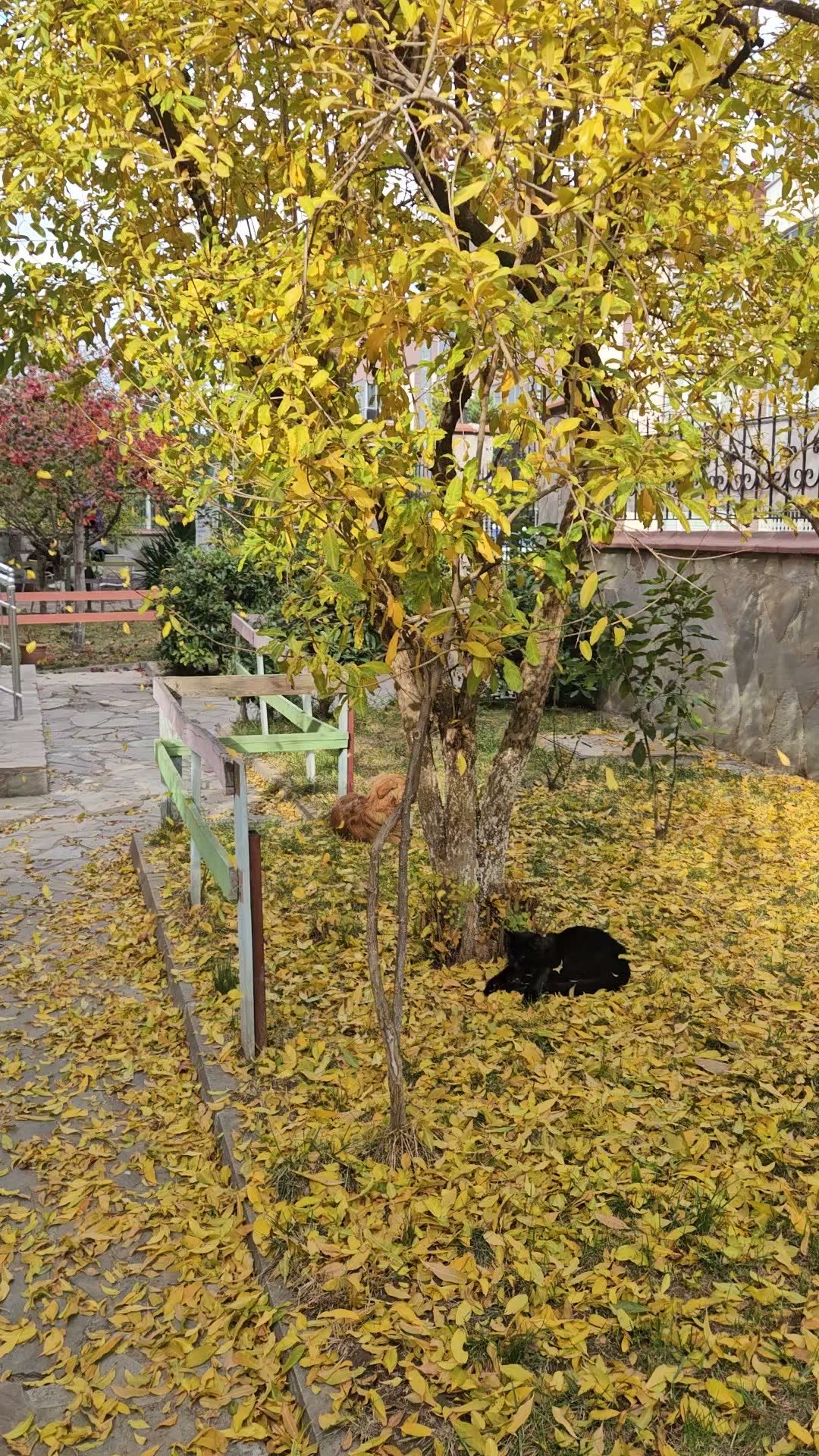 Bahçemizdeki kedi
