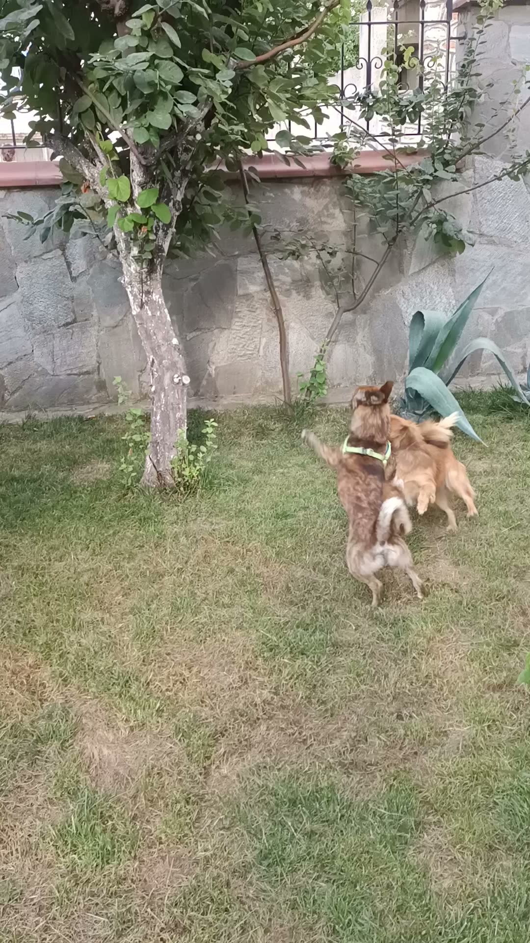 Bahçedeki yavru köpek