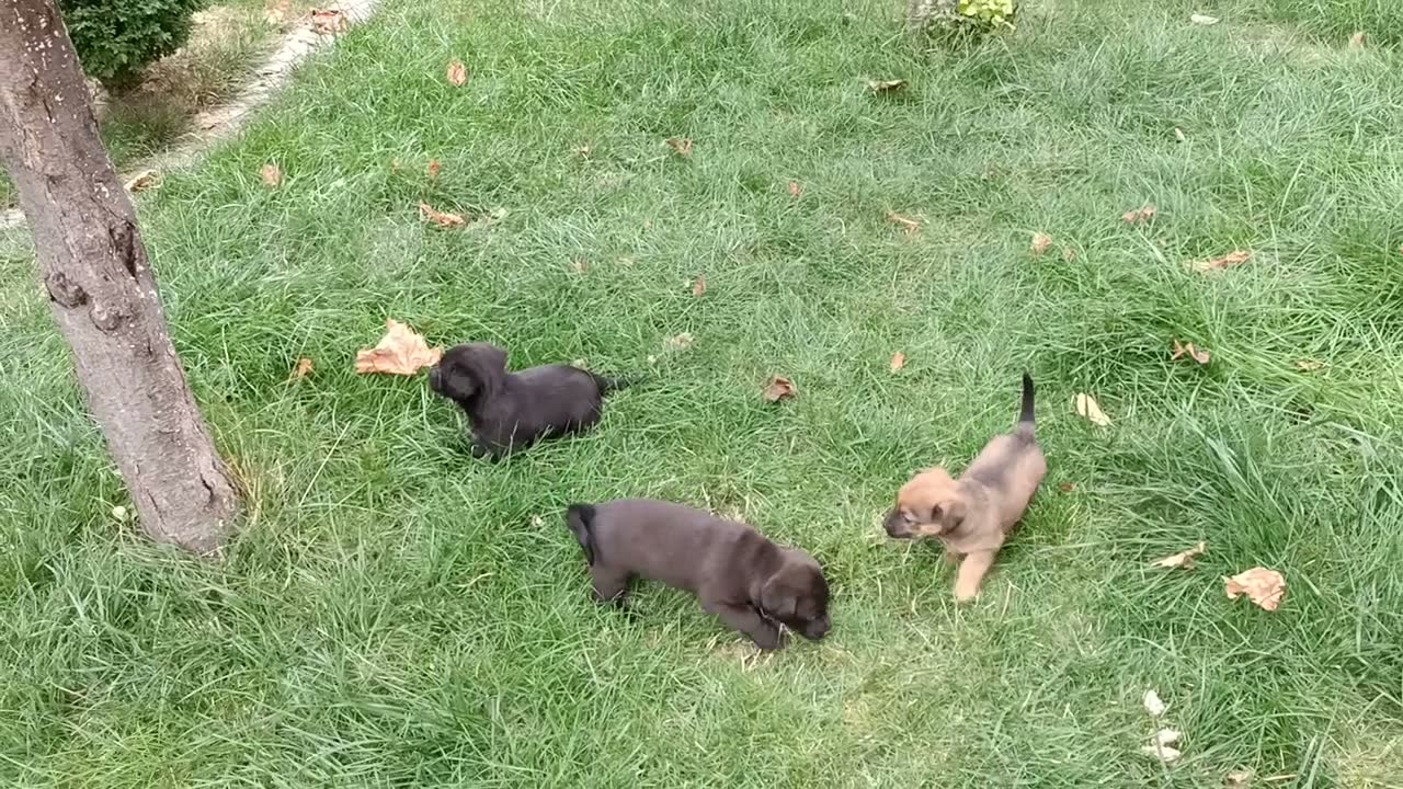 Bahçemizdeki köpek