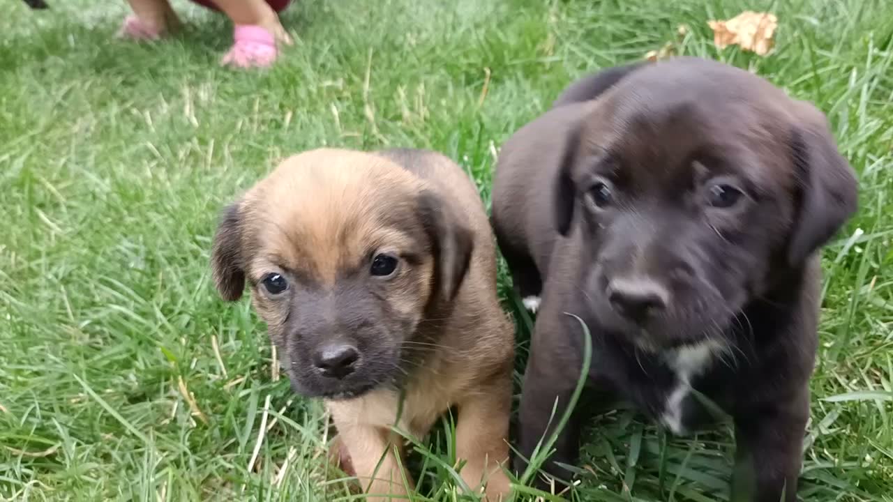Bahçemizdeki yavru köpek