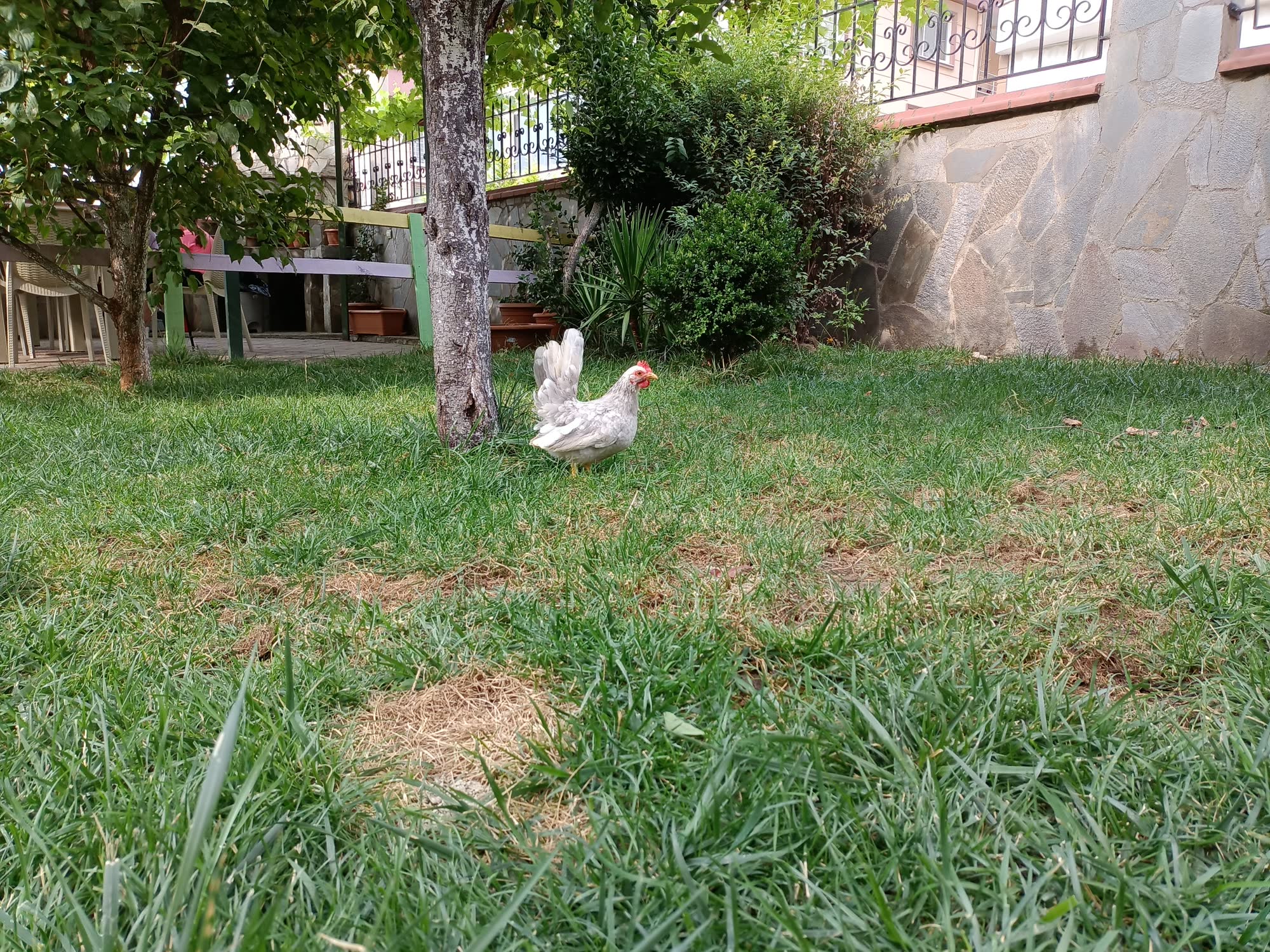 Bahçemizdeki tavuk